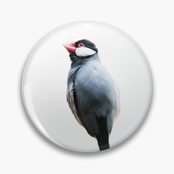 Item preview, Copy of java sparrow bird designed and sold by Dinasworld.