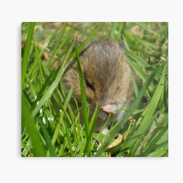 Hayfever Metal Print