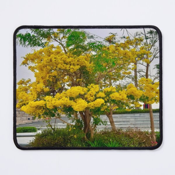 Item preview, Golden Trumpet Tree - Handroanthus Chrysotrichus designed and sold by Capture Room.