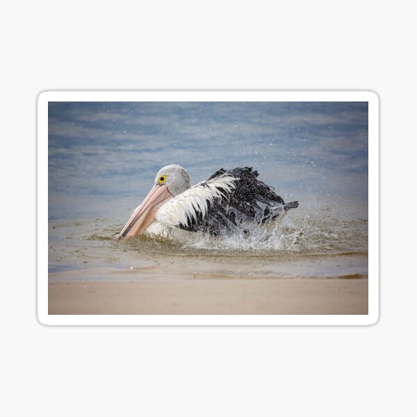 Pelican in a Splash Sticker