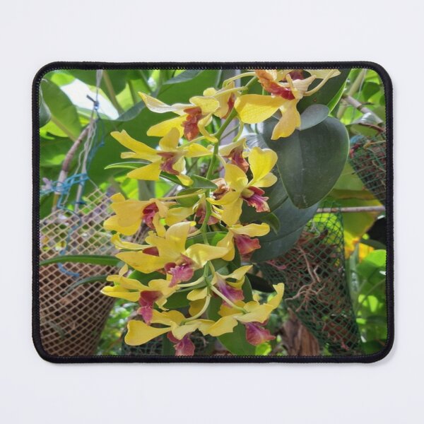Item preview, Dendrobium Nobile designed and sold by Capture Room.
