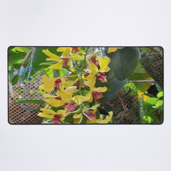 Item preview, Dendrobium Nobile designed and sold by Capture Room.