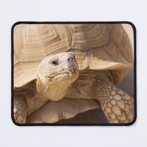 Item preview, desert turtle designed and sold by Dinasworld.