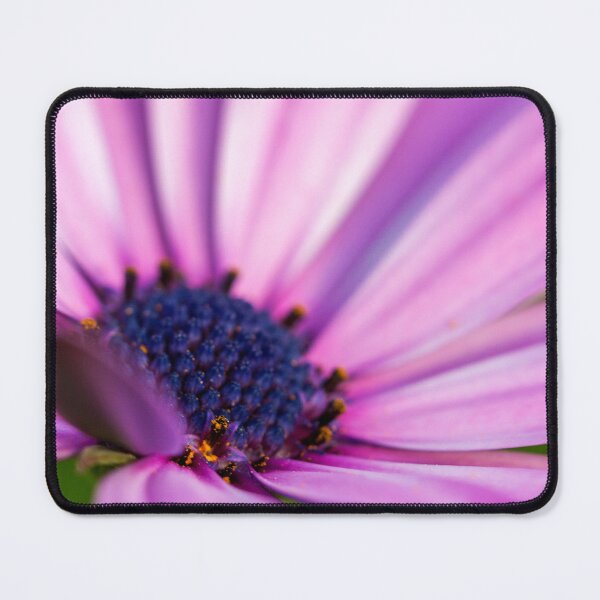 Item preview, Purple african daisy designed and sold by Dinasworld.