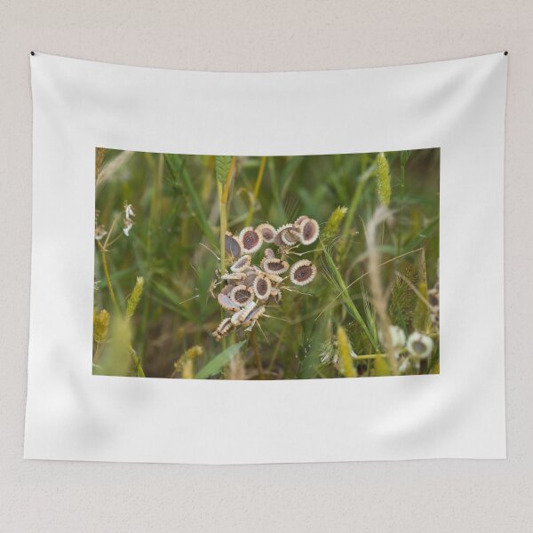 Item preview, Mediterranean Hartwort on Lesvos designed and sold by Sue Robinson.
