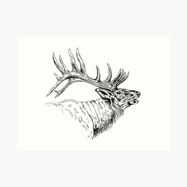 Elk Bugle Art Print