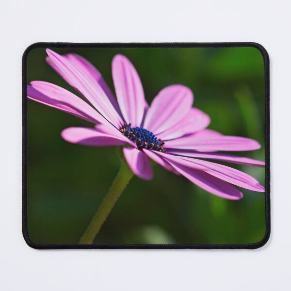 Item preview, Purple african daisy designed and sold by Dinasworld.