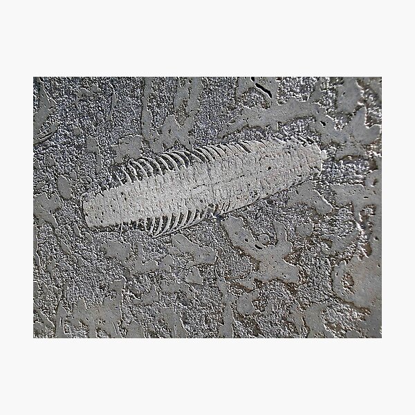 Item preview, Centipedic Fossil designed and sold by kenspics.