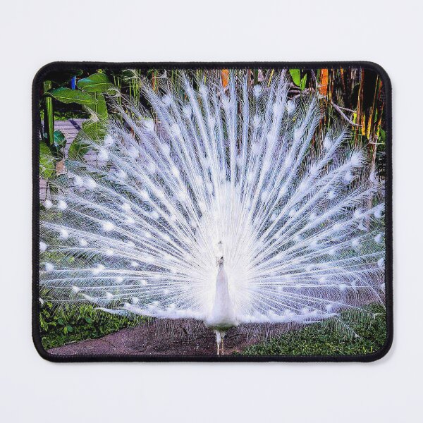 Item preview, PEACOCK : Full Beautifully Feathered Print designed and sold by posterbobs.