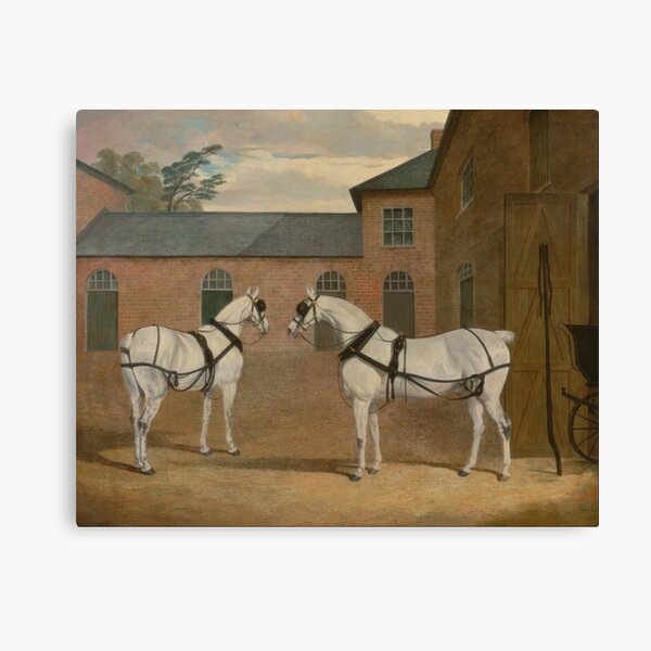 Grey Carriage Horses in The Coachyard - Herring Canvas Print