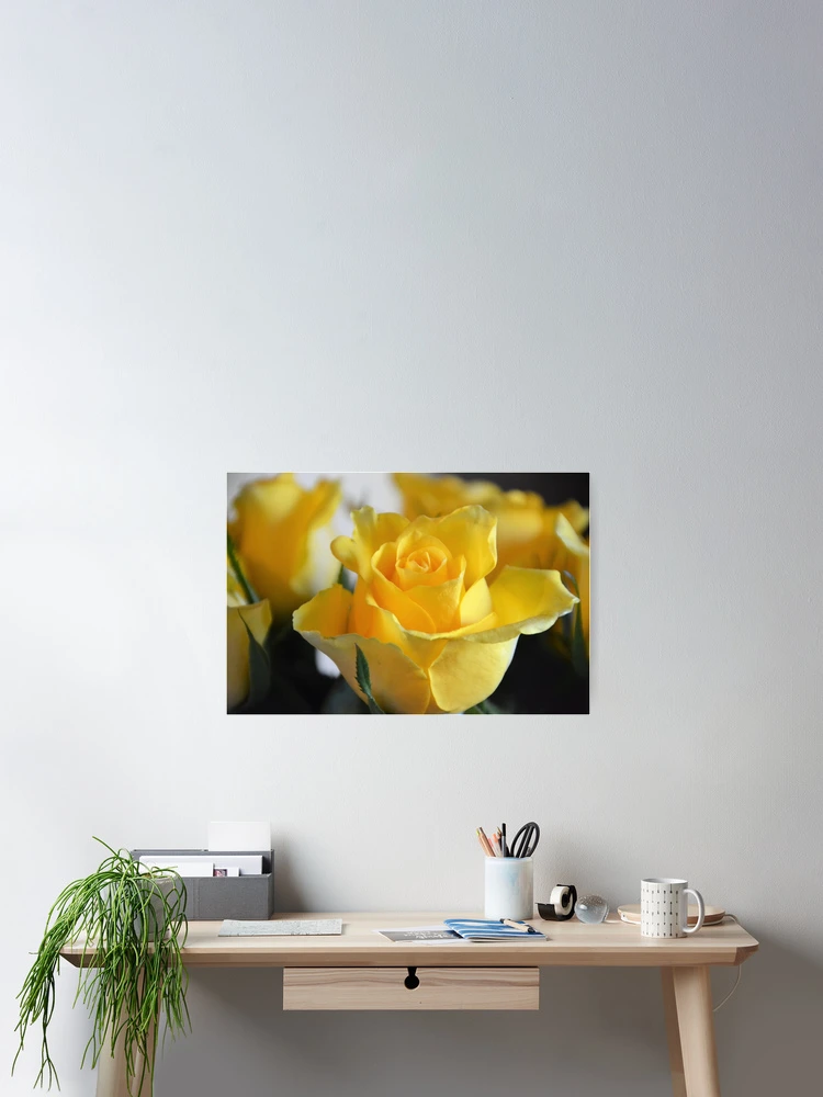 Thumbnail 2 of 3, Poster, Yellow Roses designed and sold by TheaShutterbug.
