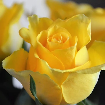 Artwork thumbnail, Yellow Roses by TheaShutterbug