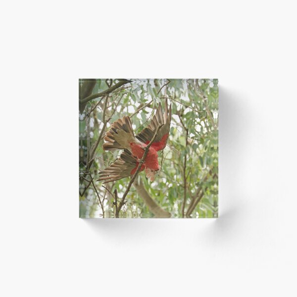Galah - Jingellic NSW (862) Acrylic Block
