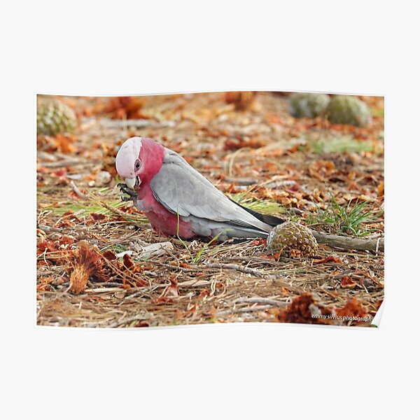 Galah - Queenscliff VIC (541) Poster
