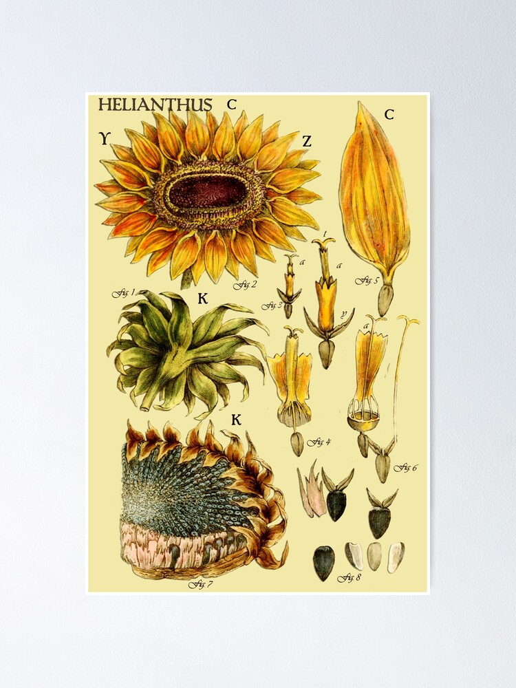 Sunflower T-Shirt Helianthus Annuus Botanical Art, Flower Sunflower T-Shirt Helianthus Annuus Botanical Art, Flower