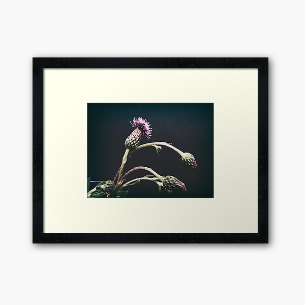 Thistle Framed Art Print