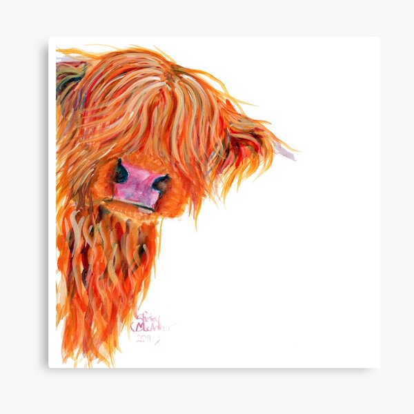 HIGHLAND COW 'PEEKABOO' BY SHIRLEY MACARTHUR Canvas Print