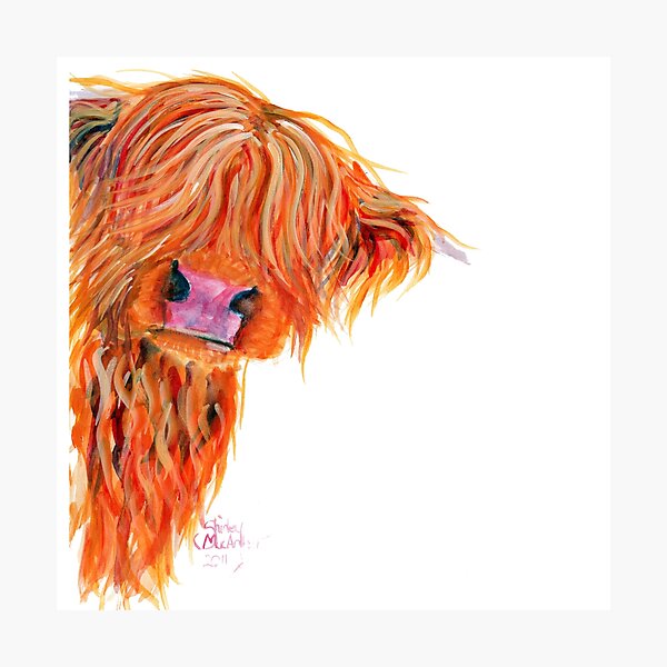 HIGHLAND COW 'PEEKABOO' BY SHIRLEY MACARTHUR Photographic Print