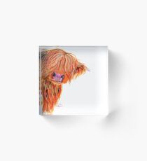 HIGHLAND COW 'PEEKABOO' BY SHIRLEY MACARTHUR Acrylic Block
