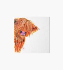 HIGHLAND COW 'PEEKABOO' VON SHIRLEY MACARTHUR Galeriedruck