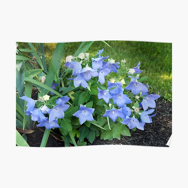 Balloon Flowers (Platycodon grandiflorus) Poster