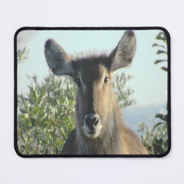 Item preview, Nyala  designed and sold by LisWilliams.
