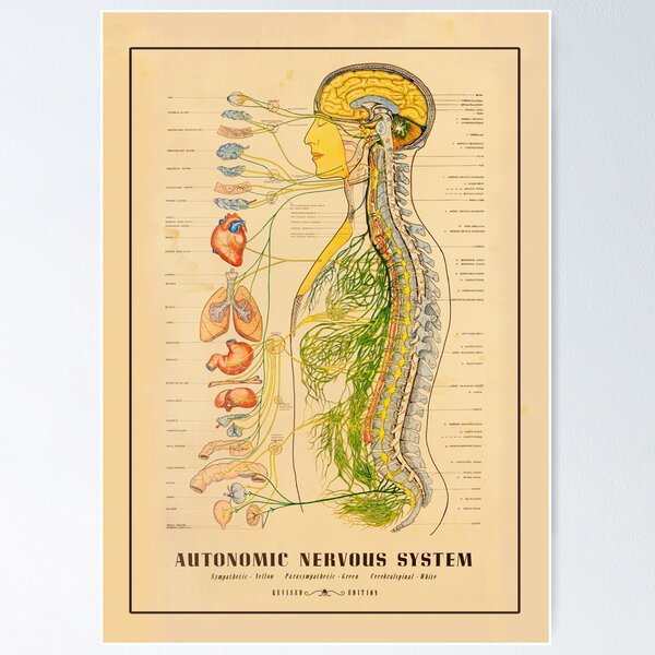 Item preview, Nervous System, Medical Chart, Skeleton Print, Doctor Chart designed and sold by Highdown73.