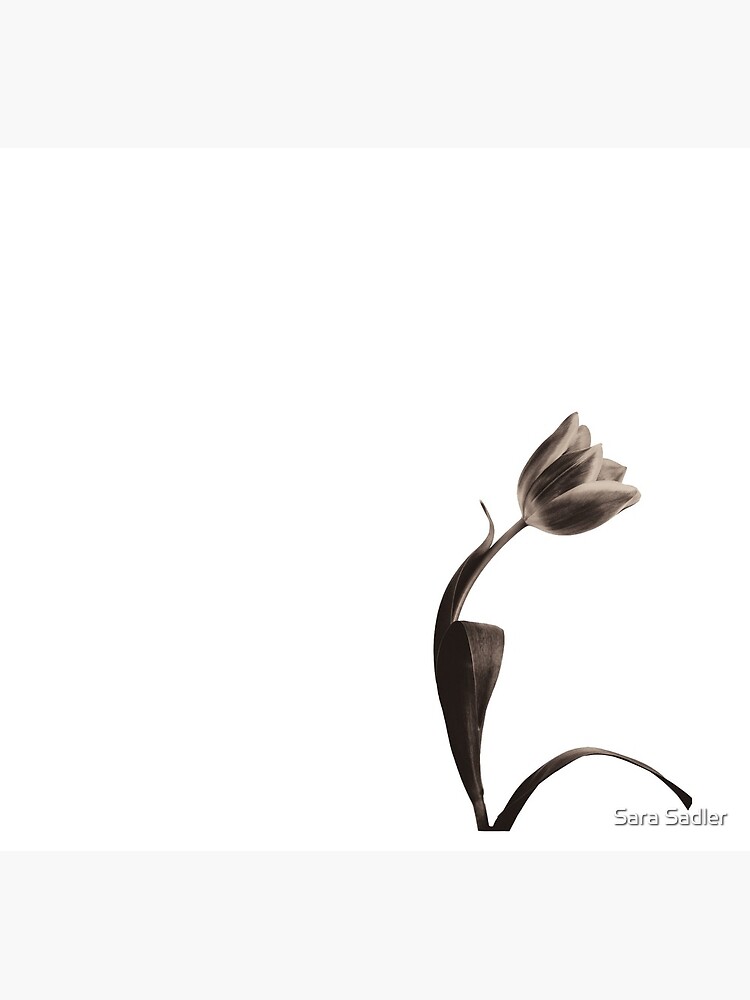 Antique Tulip by sadler2121