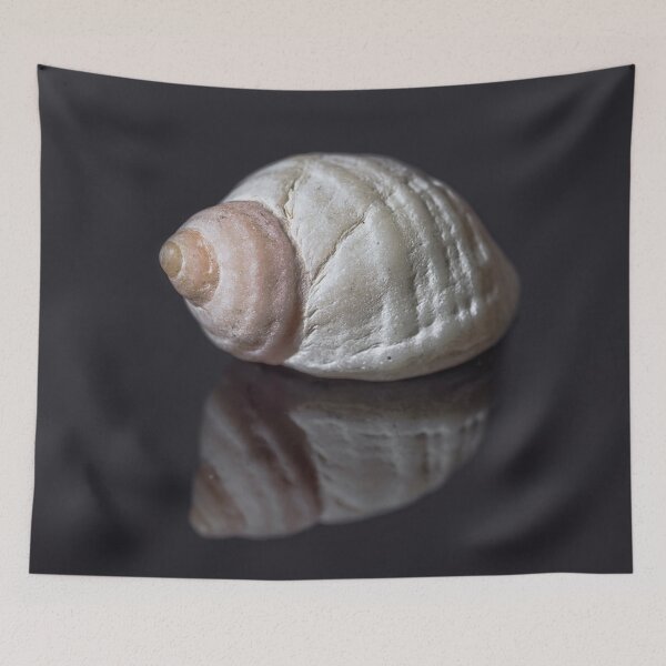 Item preview, Seashell snail reflection designed and sold by Roger Porter Photography.