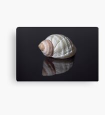 Seashell snail reflection Canvas Print