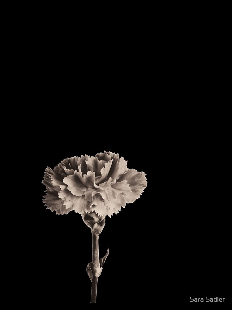 Antique Carnation by sadler2121