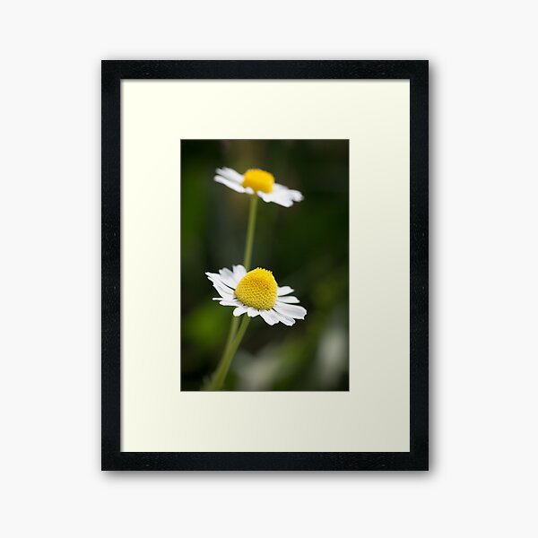 A Pair of daisy flowers Framed Art Print