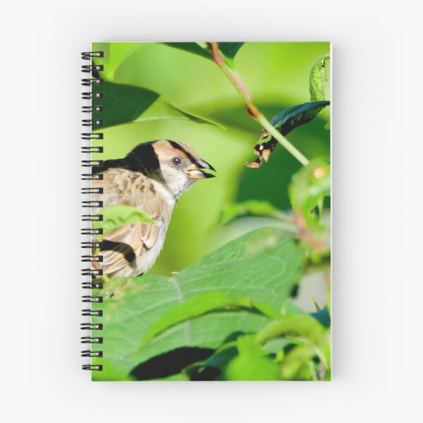 Item preview,  Eurasian tree sparrow (Passer montanus) Mazurek 07-07-2017 designed and sold by MarekM.