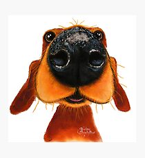 NOSEY DOG 'NOSEY NANDO' BY SHIRLEY MACARTHUR Photographic Print