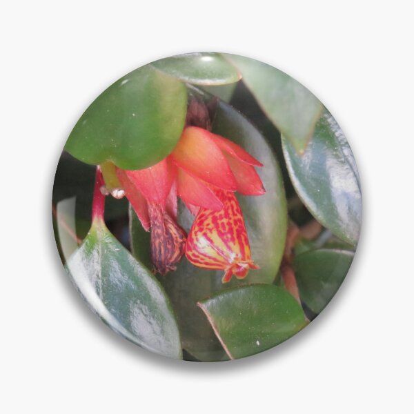 Item preview, Spotty nematanthus flower designed and sold by greentiger1.
