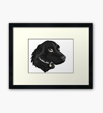 Black Lab Framed Print