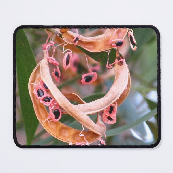 Item preview, Seed Pods of a Tasmanian Blackwood (Acacia melanoxylon) designed and sold by Marilyn Harris.
