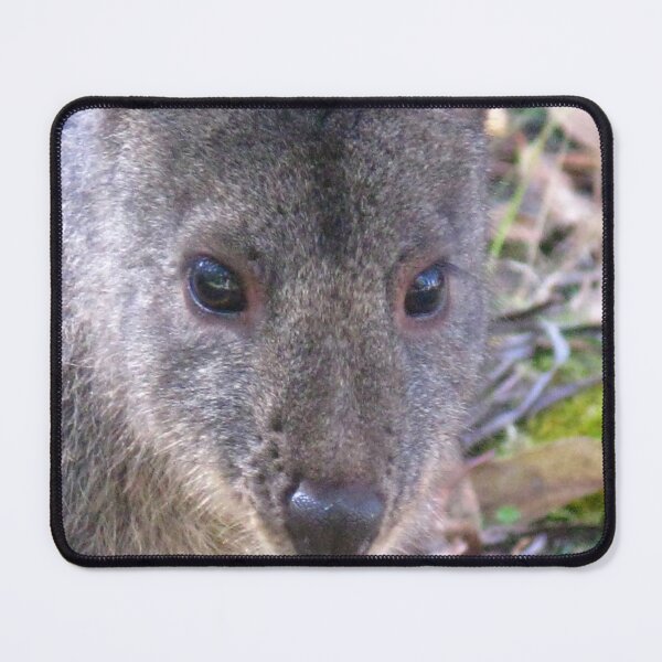 Item preview, The Tasmanian Pademelon (Thylogale billardierii) designed and sold by Marilyn Harris.
