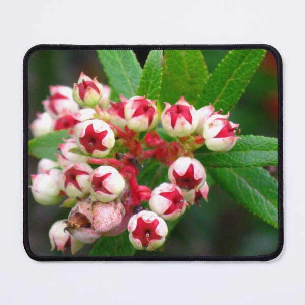 Item preview, Snow Berries (Gaultheria hispida) - Tasmania. designed and sold by Marilyn Harris.