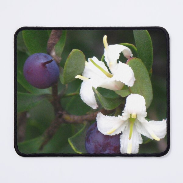 Item preview, Purple Berries of a Persoonia gunnii designed and sold by Marilyn Harris.
