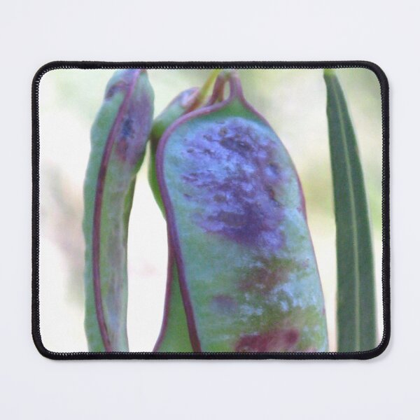 Item preview, Seed Pods - Booderee National Park designed and sold by Marilyn Harris.