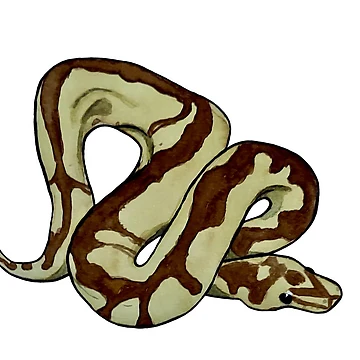 Vorschaubild zum Design Ball Python von alybugg