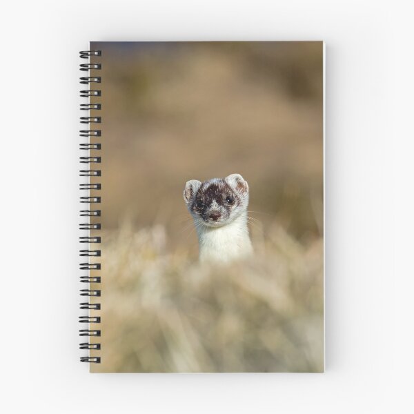 Item preview, Stoat in Winter Coat designed and sold by Sue Robinson.
