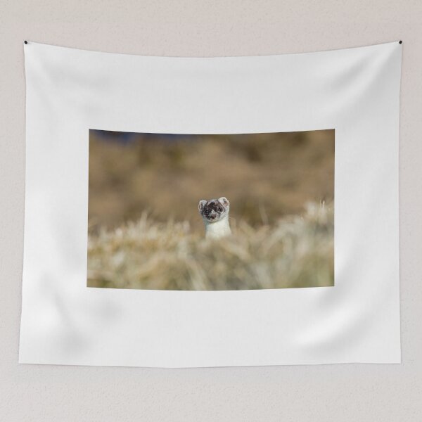 Item preview, Stoat in Winter Coat designed and sold by Sue Robinson.