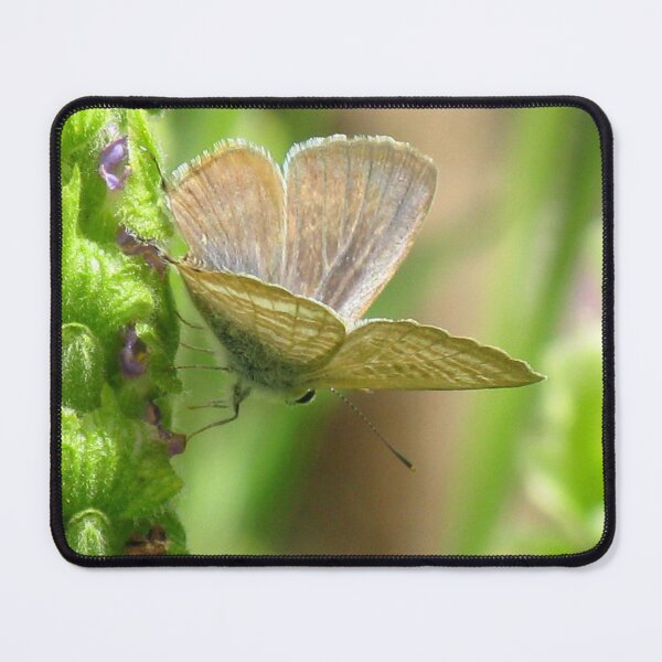 Item preview, Poised - Long-tailed Pea Blue Butterfly designed and sold by Marilyn Harris.