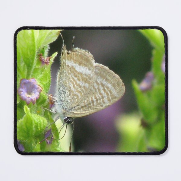Item preview, Long-tailed Pea Blue Butterfly designed and sold by Marilyn Harris.