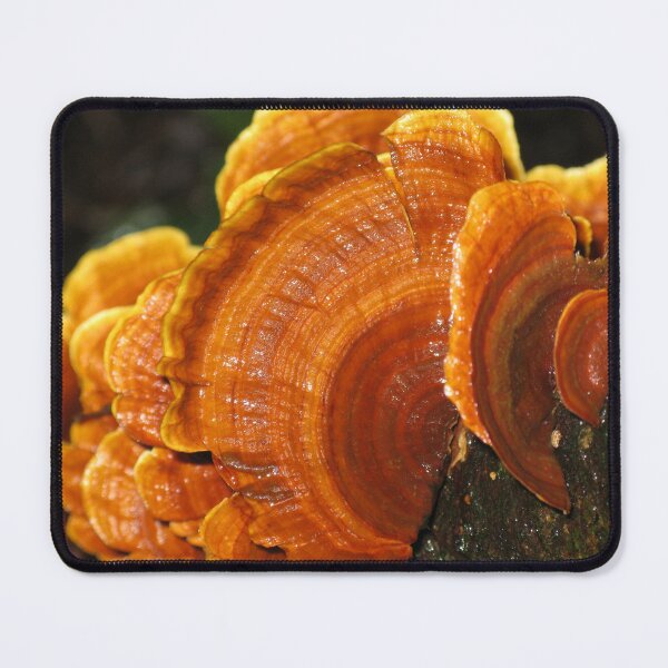 Item preview, Orange Bracket Fungi designed and sold by Marilyn Harris.