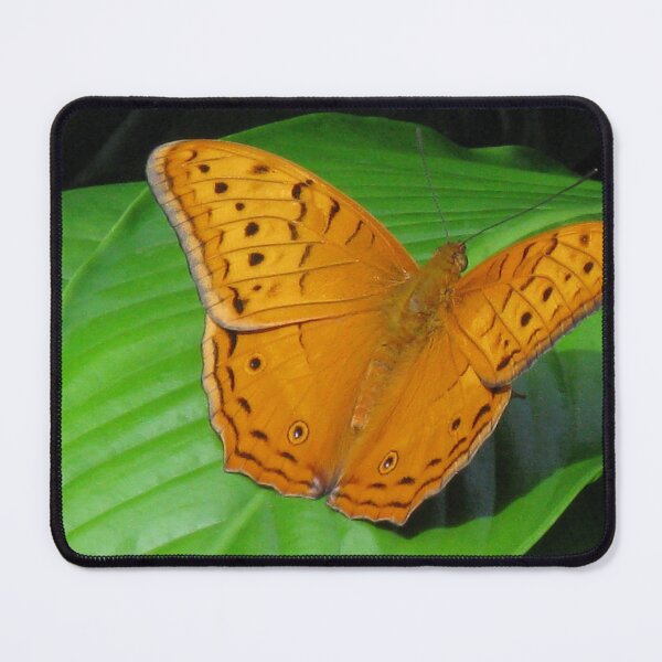 Item preview, Male Cruiser Butterfly (Vindula arsinoe) designed and sold by Marilyn Harris.