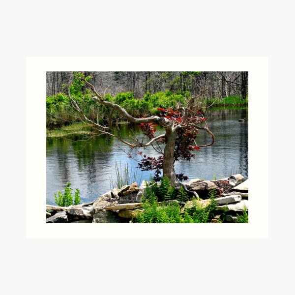~Red Maple By The River~ Art Print
