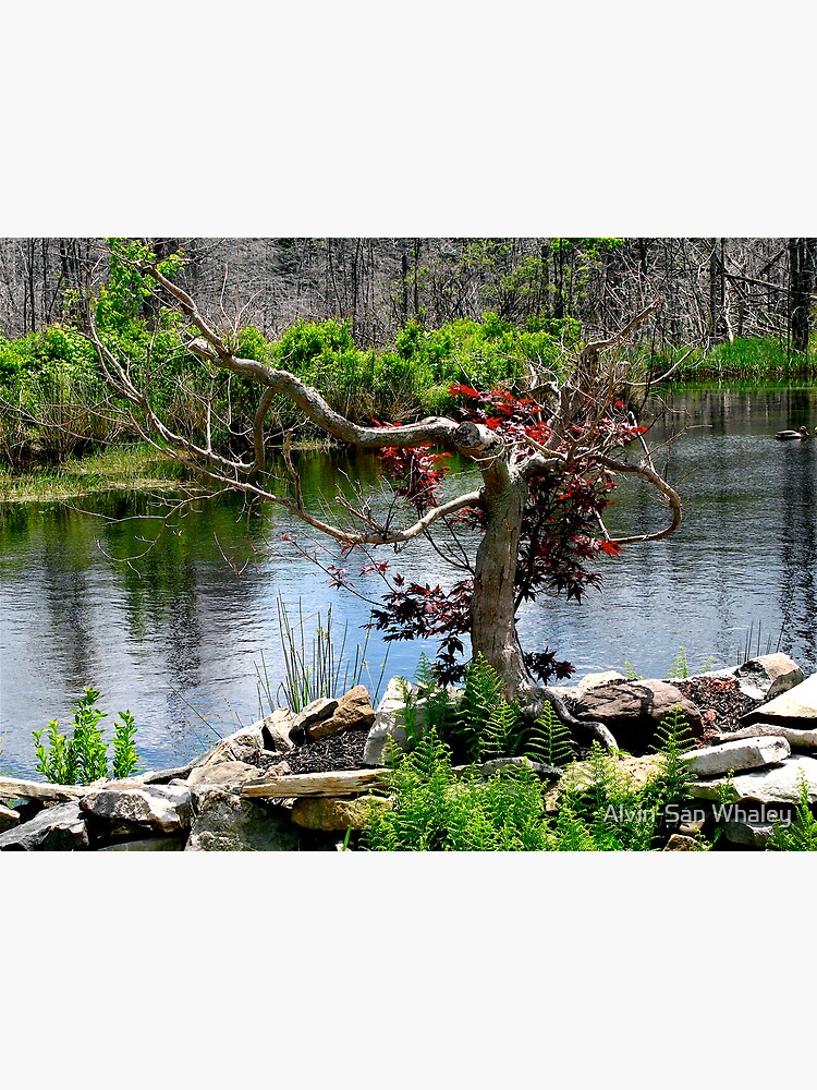 Thumbnail 2 of 2, Greeting Card, ~Red Maple By The River~ designed and sold by alvinsan9.